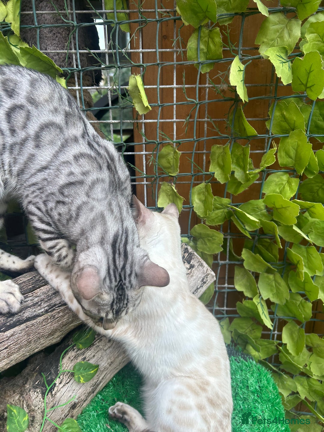 Bengal cats for sale: Unbelievably friendly TICA reg kittens  - Image 7