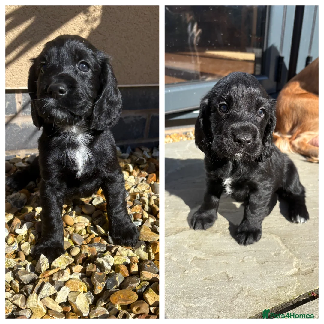 Sprocker dogs for sale: Beautiful Sprocker Spaniel Girls - Advert 1
