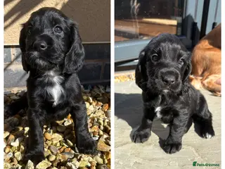 Sprocker dogs Beautiful Sprocker Spaniel Girls - Advert 18