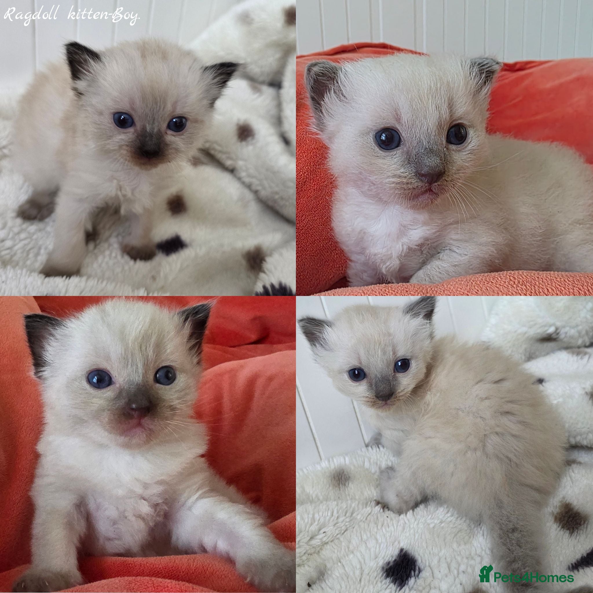 Ragdoll cats Ragdolls kittens. - Advert 1