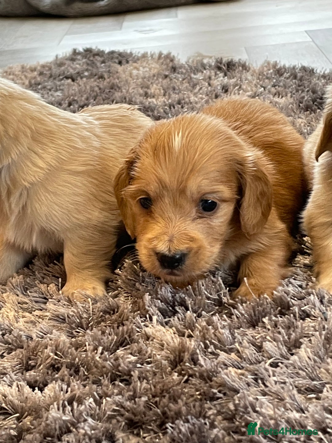 Miniature Dachshund dogs for sale: Miniature Dash hound long haired English  cream - Advert 9