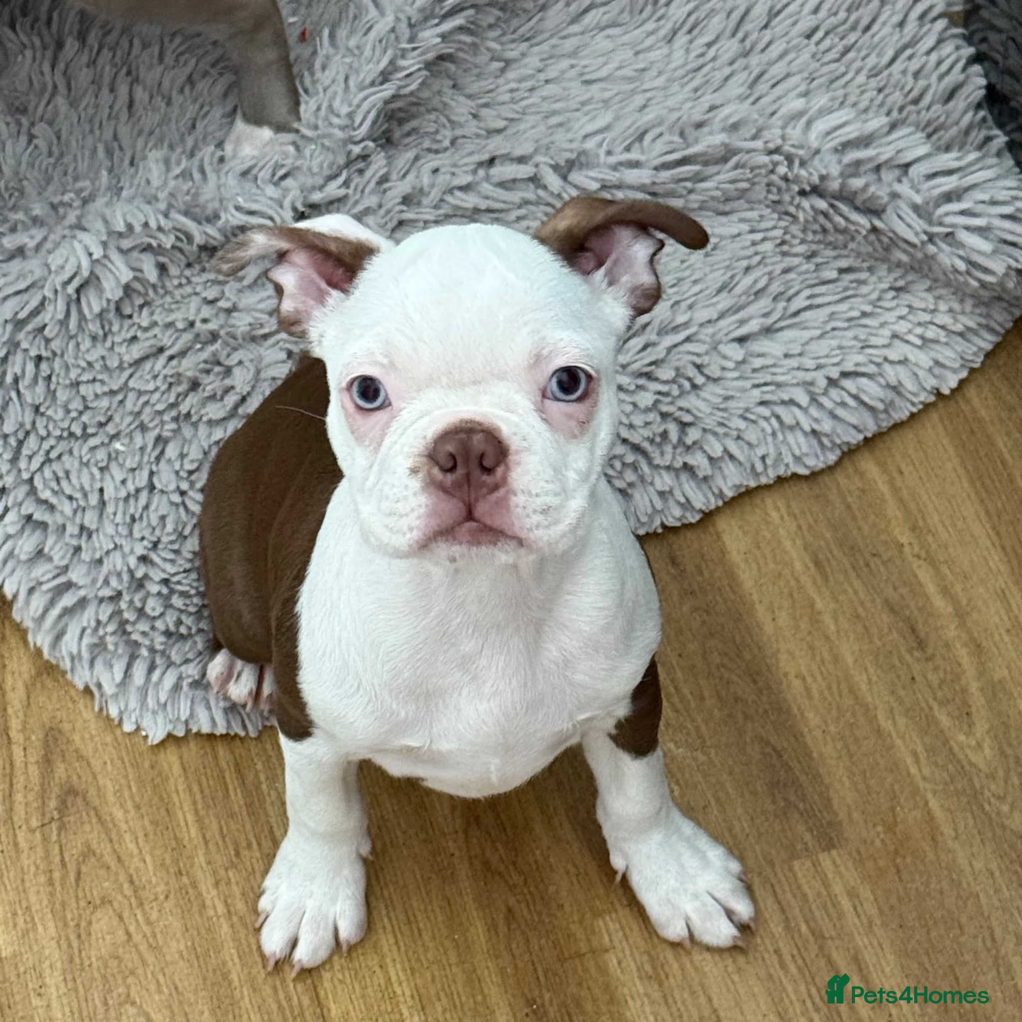 Boston Terrier dogs Fully vaccinated KC registered Boston Terriers  - Advert 2