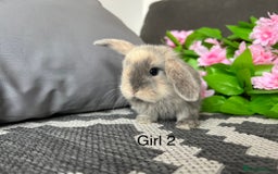 Mini Lop rabbits for sale: Stunning litter of 5 MINI LOPS ready to reserve  - Image 8
