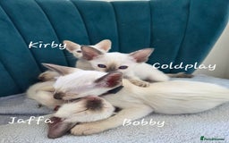 Oriental cats for sale: 8 supersoft GCCF registered Oriental kittens  - Image 20