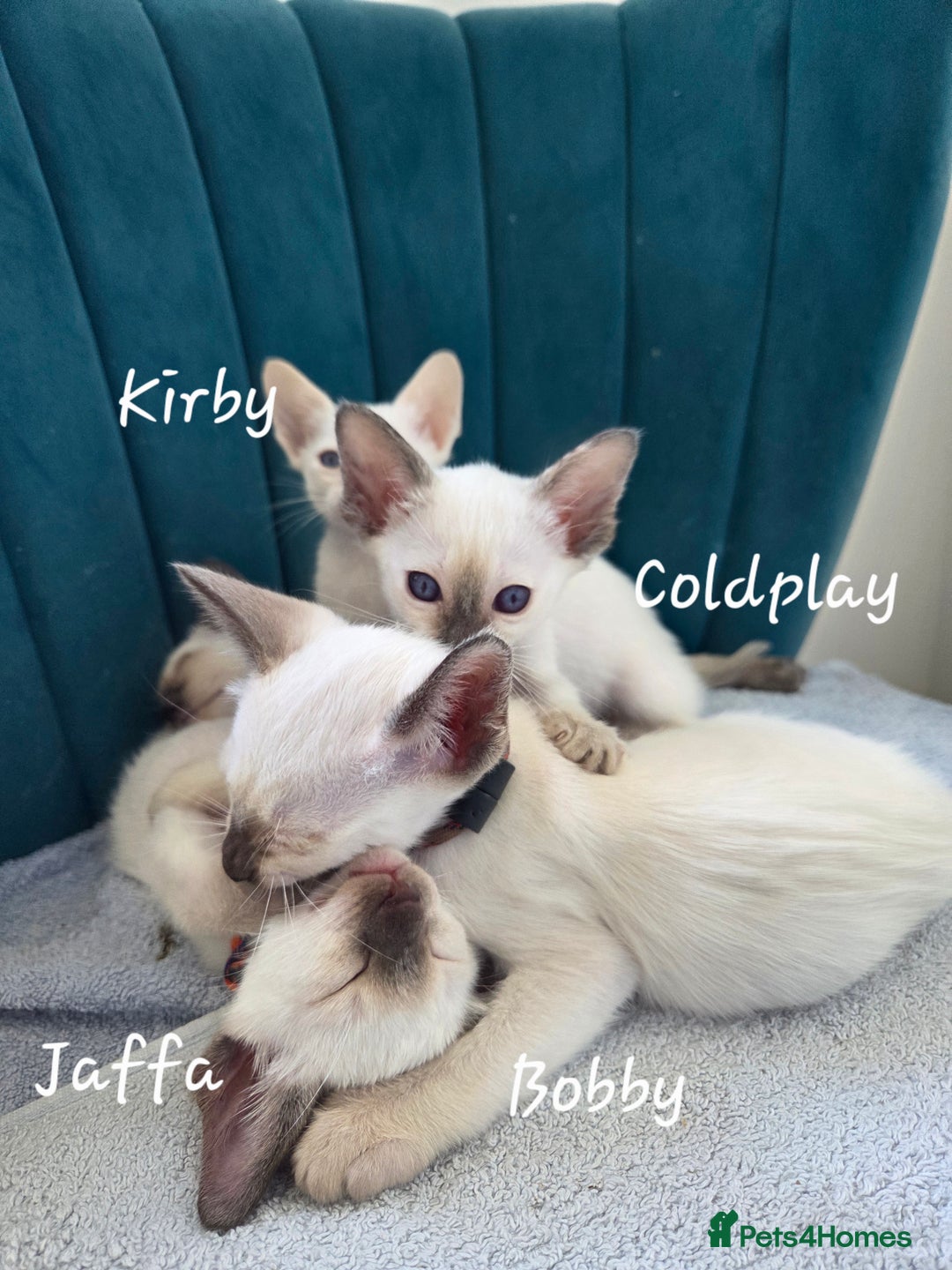 Oriental cats for sale: 8 supersoft GCCF registered Oriental kittens  - Image 20