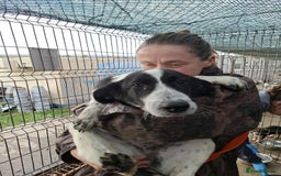 Mixed Breed dogs for adoption: Pumpkin - North Walsham Norfolk  - Image 1
