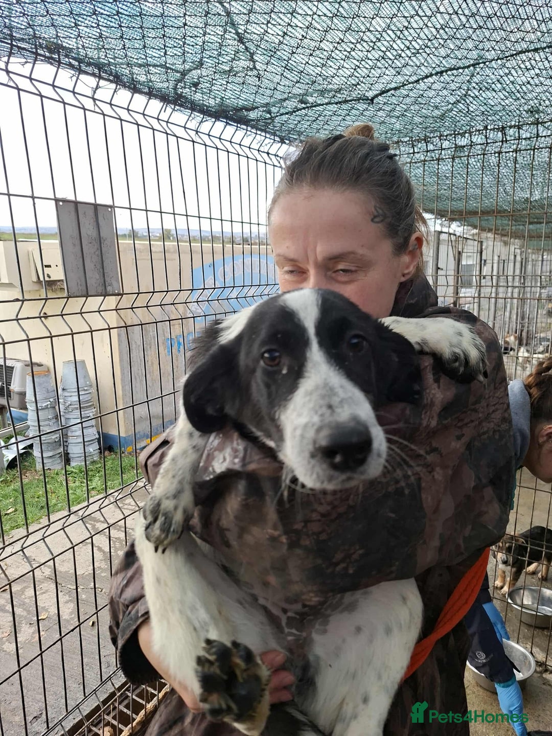 Mixed Breed dogs for adoption: Pumpkin - North Walsham Norfolk  - Image 1