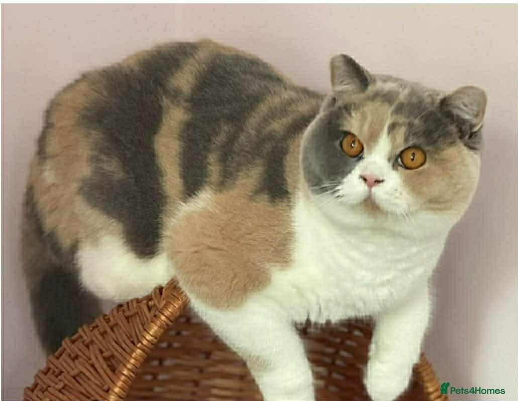 British Shorthair cats for sale: Tica reg Supreme Grand Ch and CH female kittens  - Advert 3