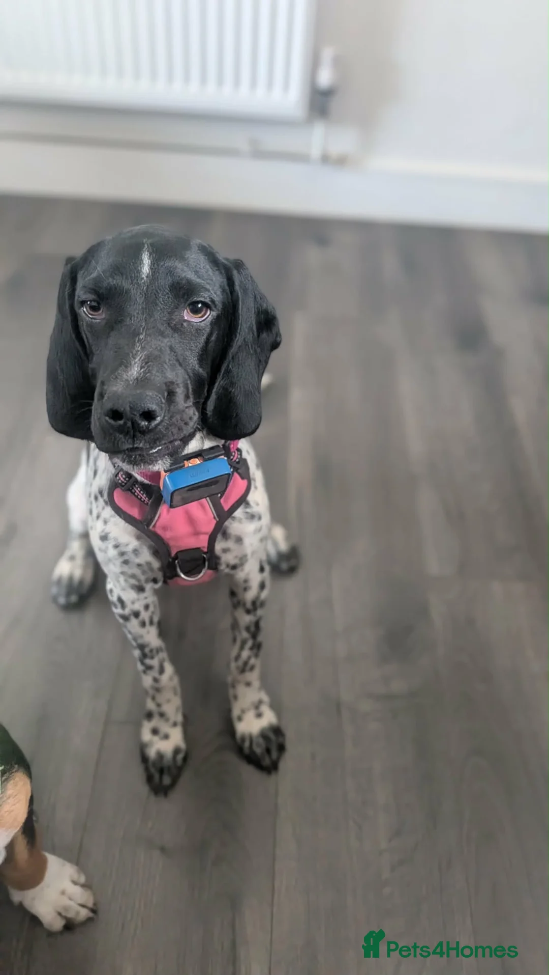Mixed Breed dogs for adoption: Amber Sweet 5 mth Pointer cross puppy  in Stamford - Advert 1