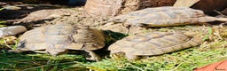 Tortoise reptiles for sale: X3 spur thigh tortoises - Advert 2
