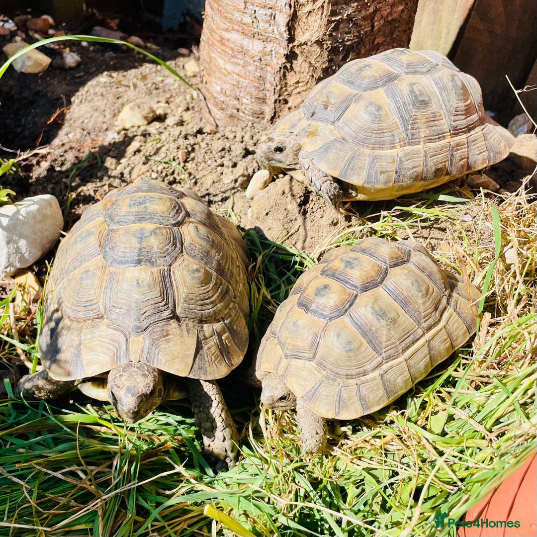 Tortoise reptiles for sale: X3 spur thigh tortoises - Advert 2