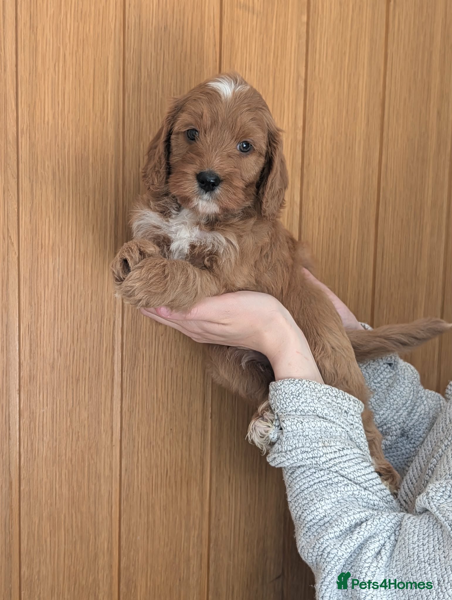 Irish Doodle dogs 9 left! Beautiful F1 miniature Irish doodles  - Advert 2