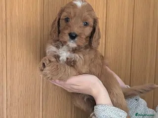 Irish Doodle dogs 9 left! Beautiful F1 miniature Irish doodles - Advert 2