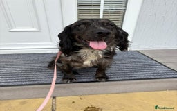 Cocker Spaniel dogs for sale: Cocker spaniel pups  - Image 15