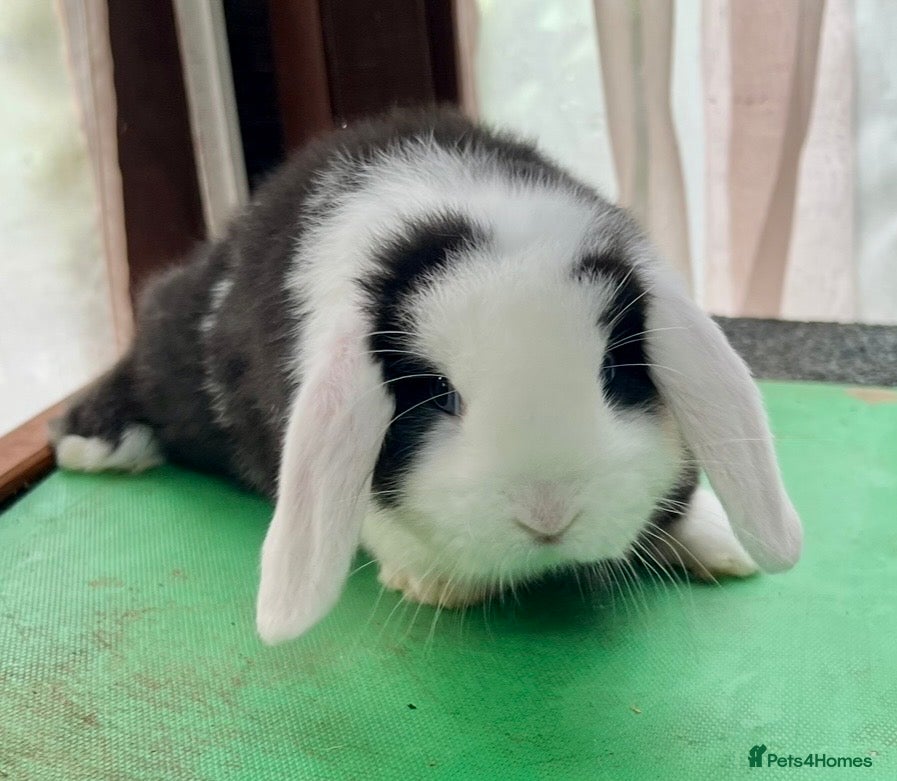 Mini Lop rabbits Mini Lops READY NOW! Now Only 2 available - Advert 4