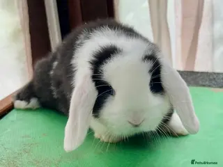 Mini Lop rabbits Mini Lops READY NOW! Now Only 2 available - Advert 4