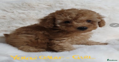 Toy Poodle dogs - Advert 15