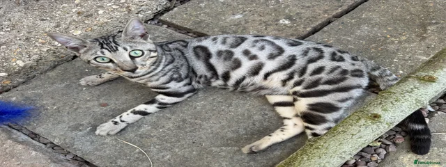 Atlas