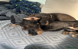 Dachshund dogs for sale: Teckel Dachshund for rehoming - Advert 1