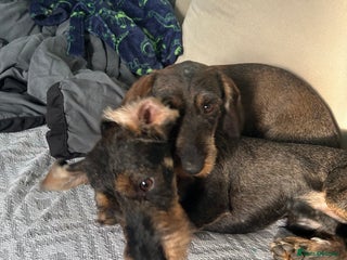 Dachshund dogs Teckel Dachshund for rehoming - Advert 2