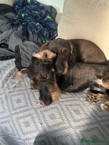 Dachshund dogs Teckel Dachshund for rehoming - Advert 1