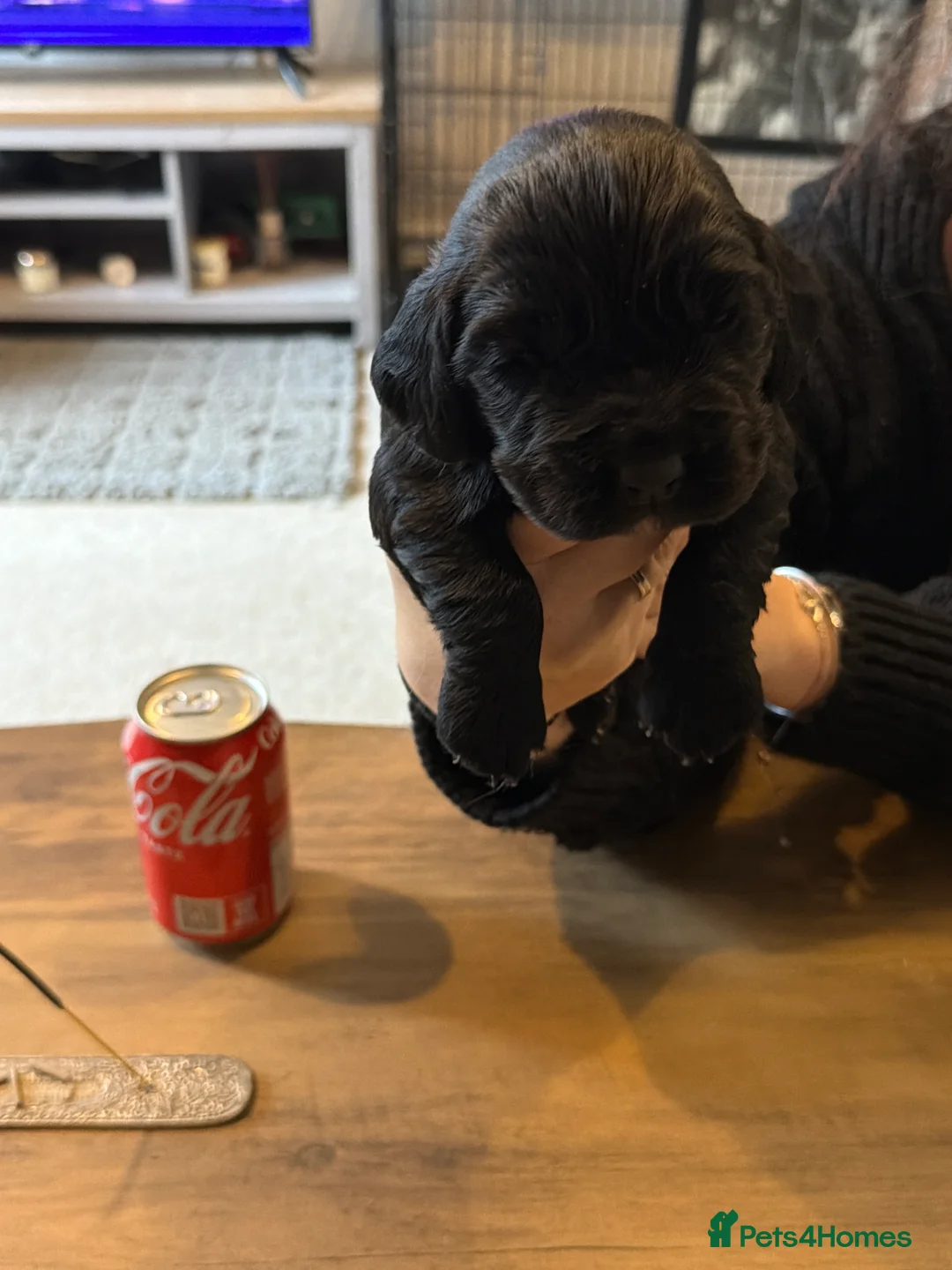 Cocker Spaniel dogs for sale: Beautiful working cocker spaniel puppies  in Aylesbury - Advert 5