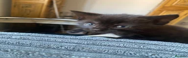 Domestic Shorthair 1