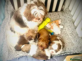Shih Tzu dogs 🌟HEALTH TESTED SHIH TZU BOYS ~ READY MARCH 22nd🌟 - Advert 6