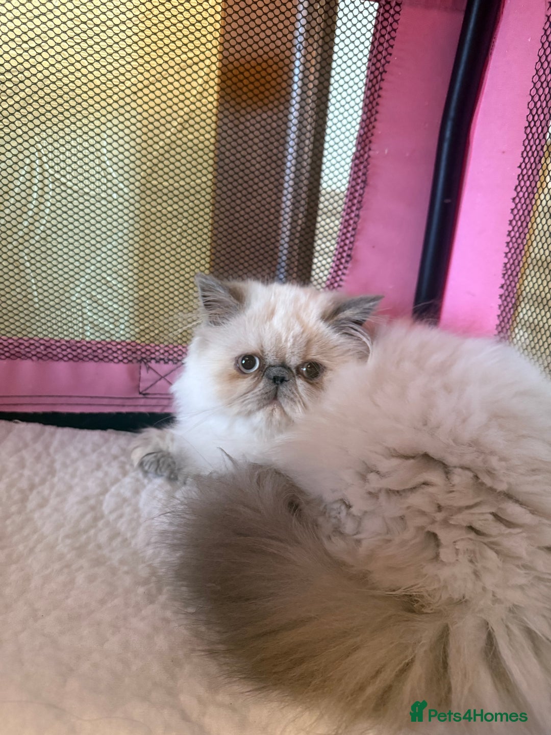 Persian cats for sale: 💕 Beautiful kitten 💕 - Advert 2
