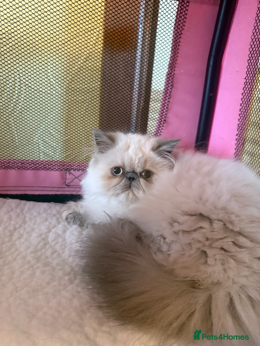 Persian cats for sale: 💕 Beautiful kitten 💕 - Advert 2