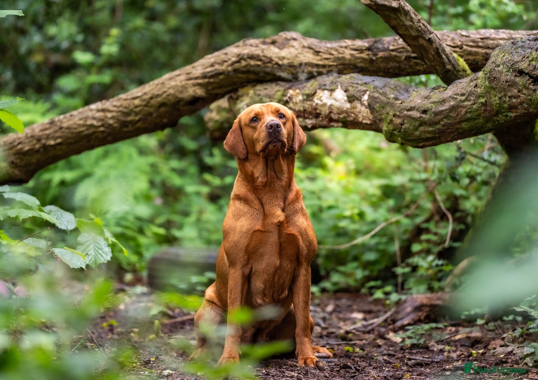 Labrador Retriever dogs for sale: Striking Fox Red Puppies  - Image 6