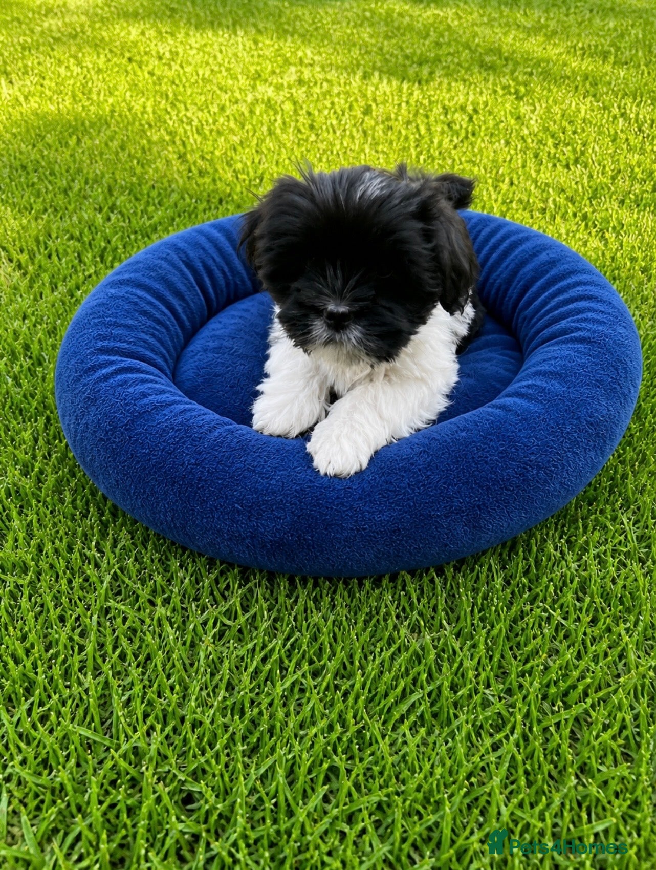 Lhasa Apso dogs Lhasa apso  - Advert 1
