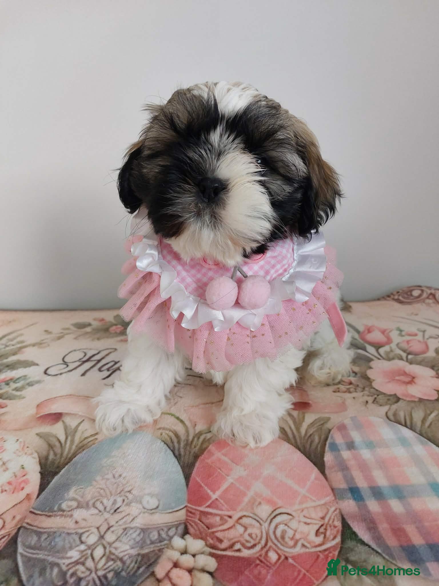 Shih Tzu dogs Beautiful Shih Tzu Puppies 💛💚❤️🩷 - Advert 1