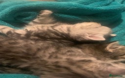 British Shorthair cats for sale: Rare silver tip British shorthair kittens - Advert 13