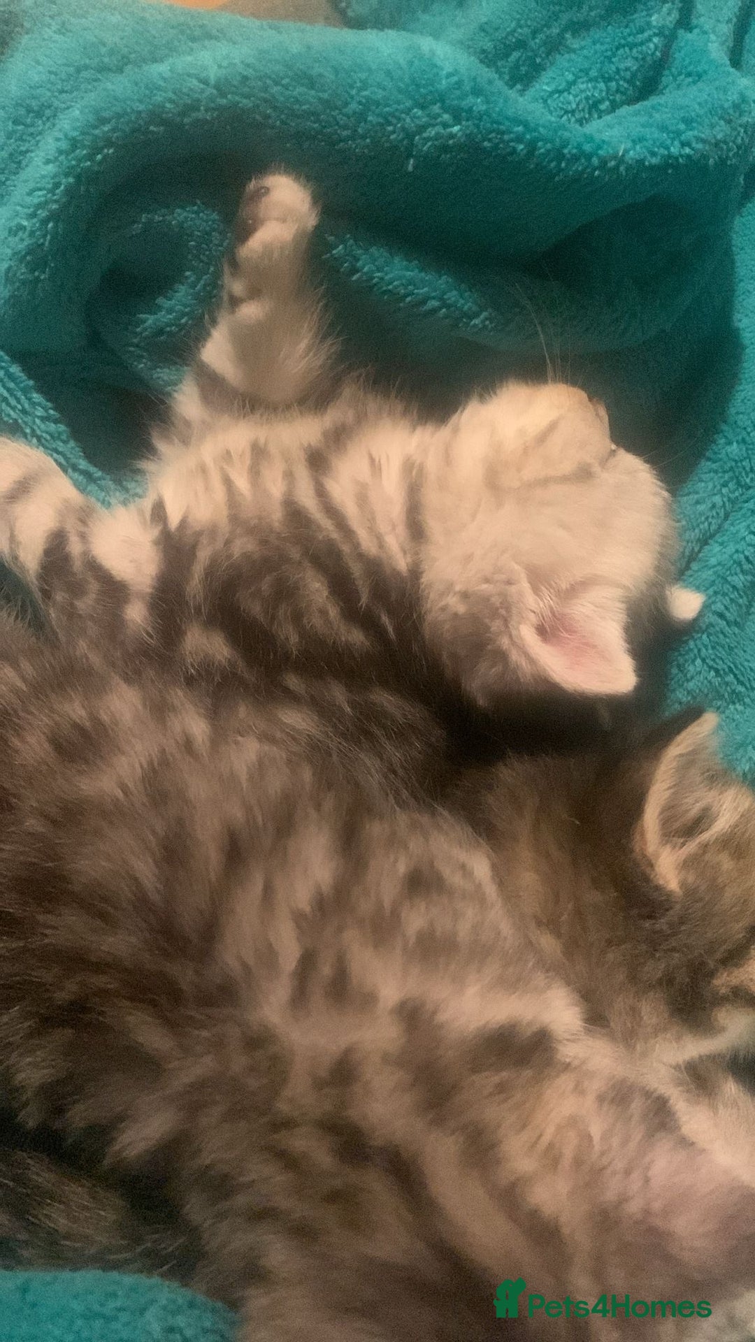 British Shorthair cats for sale: Rare silver tip British shorthair kittens - Advert 13