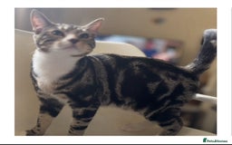 Mixed Breed cats for adoption: 7 mth old boy, vaccs, neut, would like a play mate - Image 1