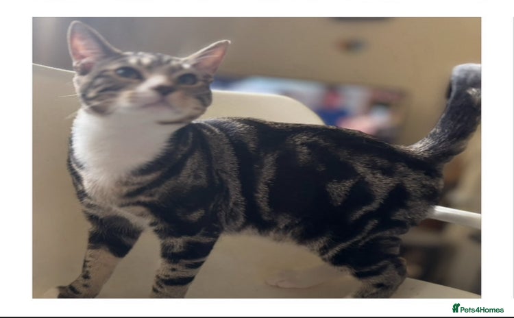 Mixed Breed cats - Advert 3