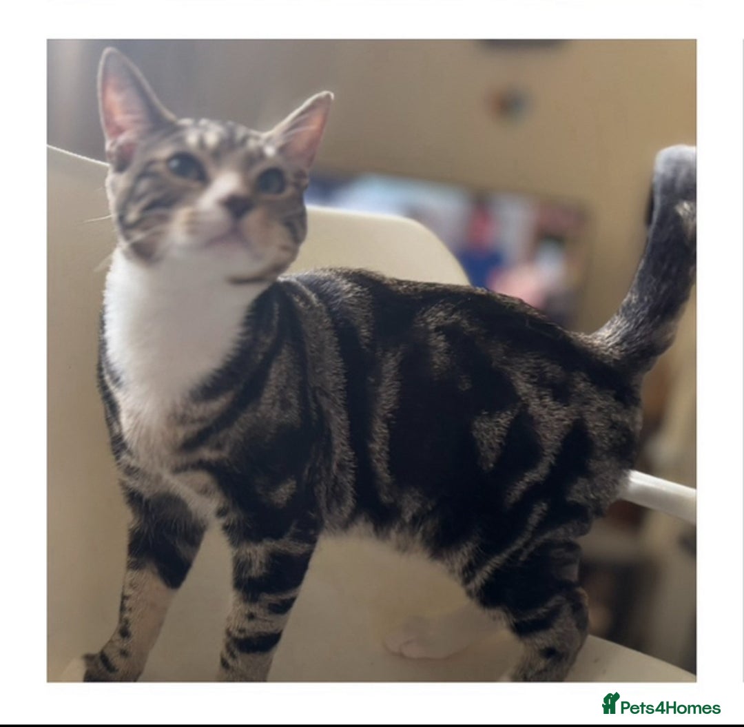 Mixed Breed cats for adoption: 7 mth old boy, vaccs, neut, would like a play mate - Image 1