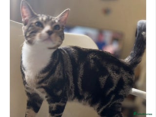 Mixed Breed cats for adoption: 7 mth old boy, vaccs, neut, would like a play mate - Advert 1