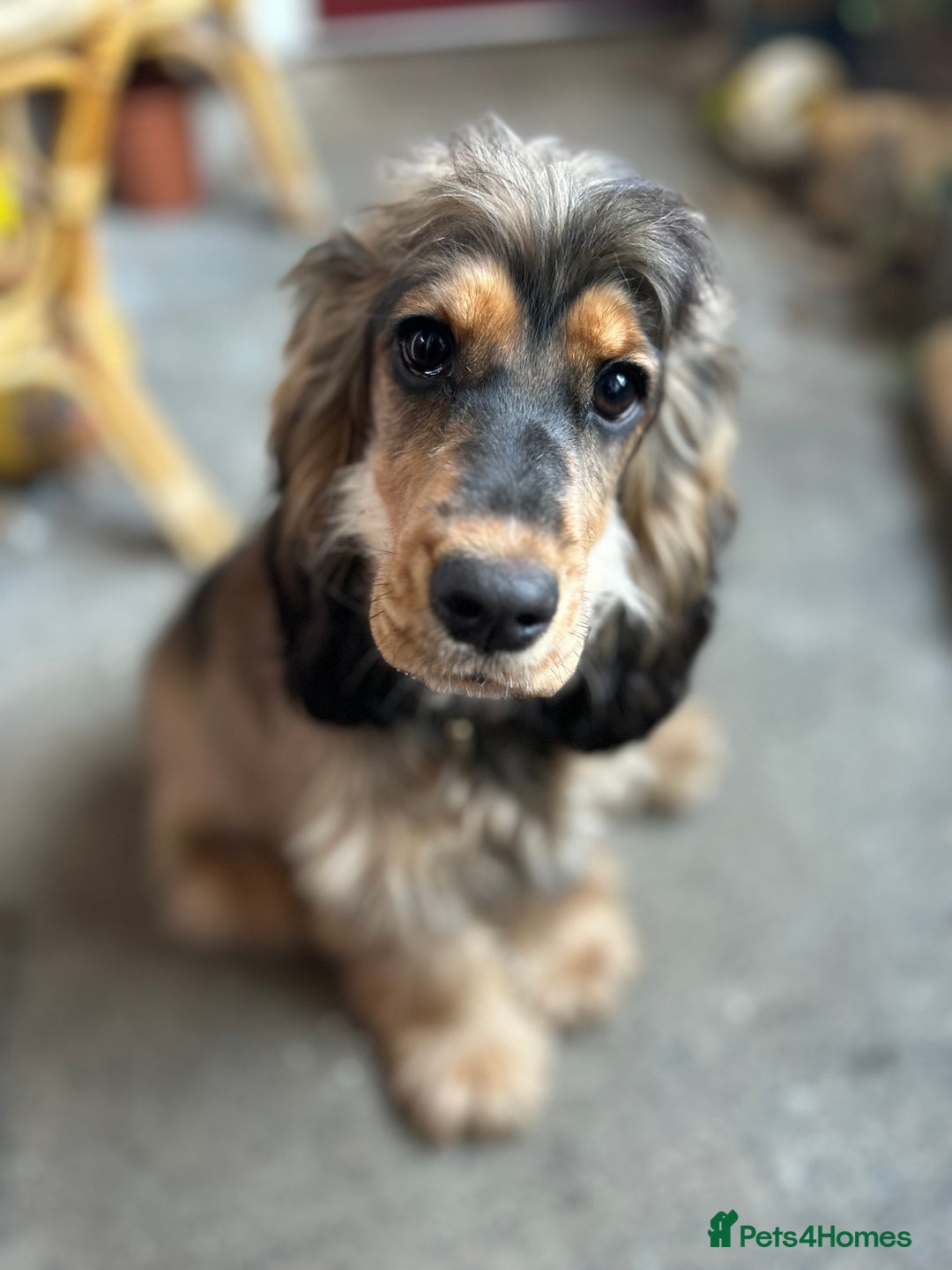 Cocker Spaniel dogs for adoption: Ruby  - Advert 4