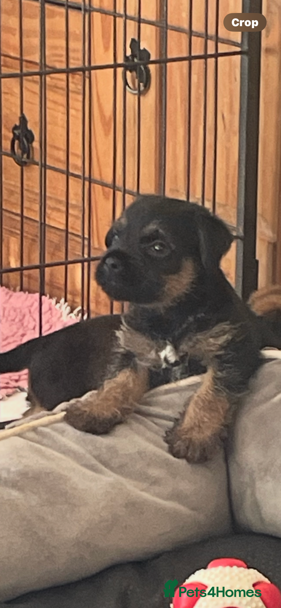 Border Terrier dogs for sale: Border Terrier puppies  - Image 10