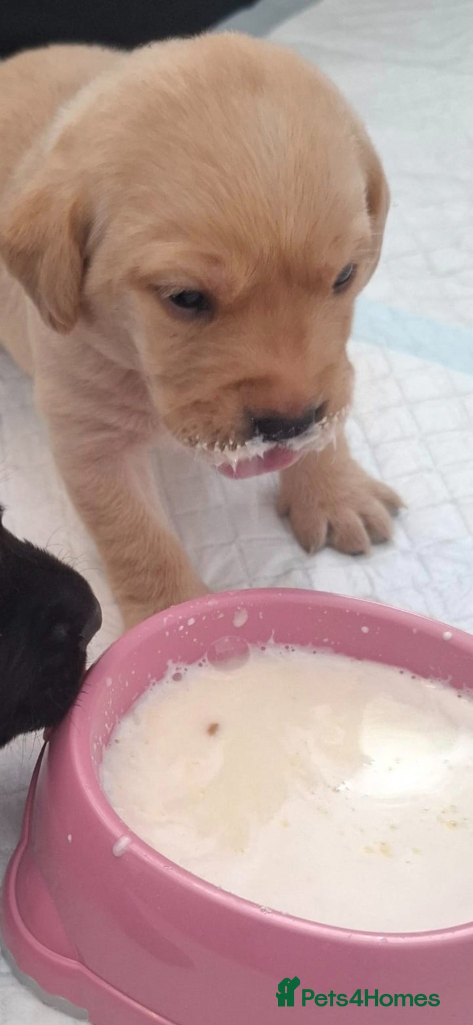 Labrador Retriever dogs **Only 2 Boys Remaining-Ready To View** - Advert 2