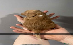 Cocker Spaniel dogs for sale: Cocker spaniel pups  - Image 16