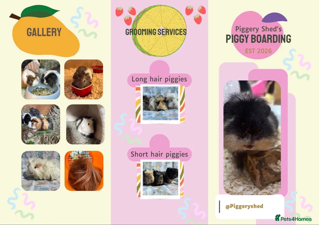 Guinea Pig rodents for sale: Guinea pig boarding services - Advert 3