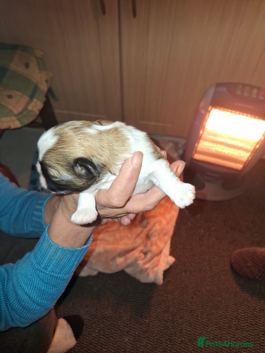 Shih Tzu dogs for sale: Shih tzu - Advert 2