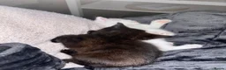 Mixed Breed cats for sale: Got three beautiful kittens for sale  in Canvey Island - Advert 8