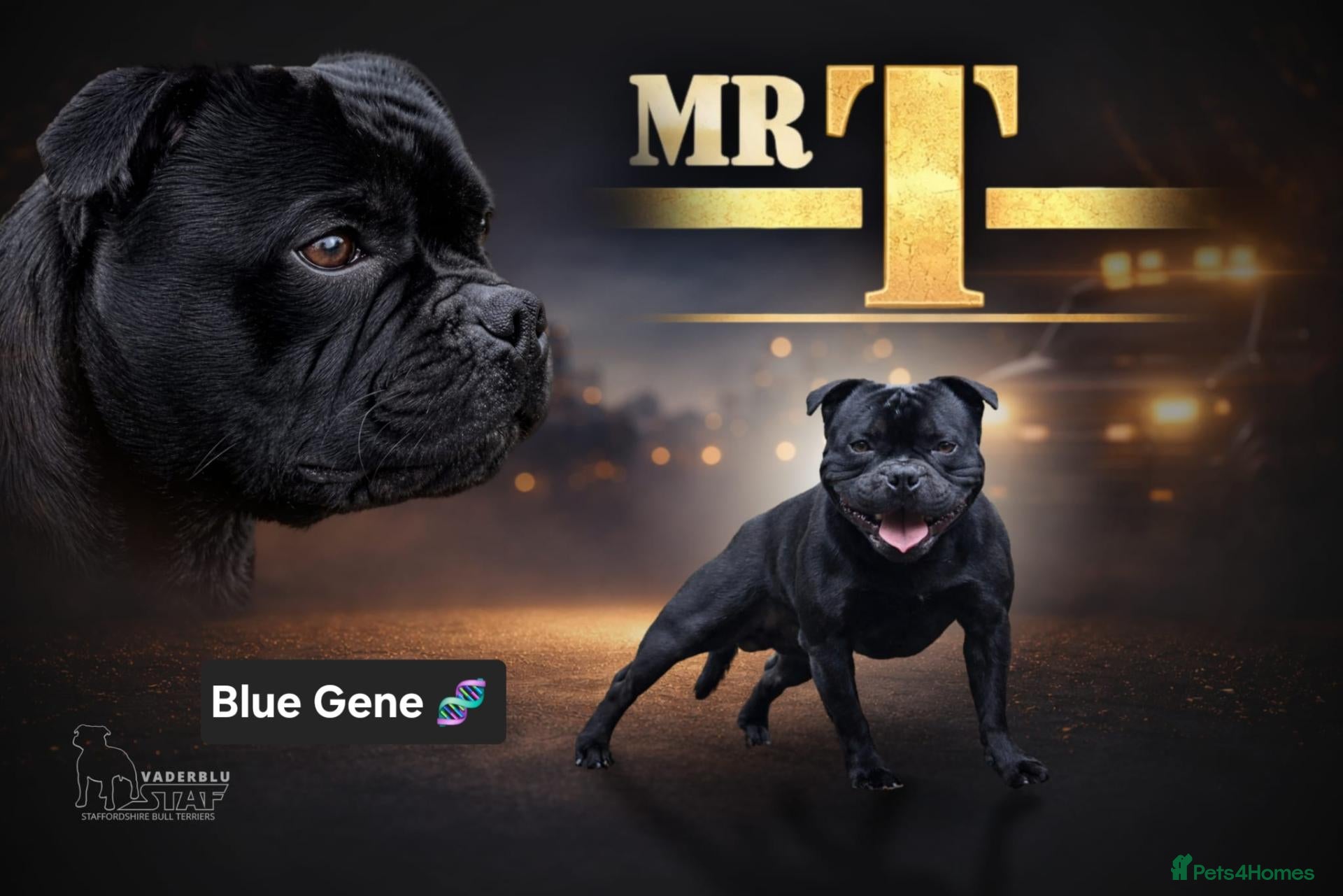 Staffordshire Bull Terrier dogs Mr 'T' *Champion Sired* (Blue🧬) - Advert 4