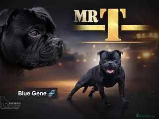 Staffordshire Bull Terrier dogs Mr 'T' *Champion Sired* (Blue🧬) - Advert 4