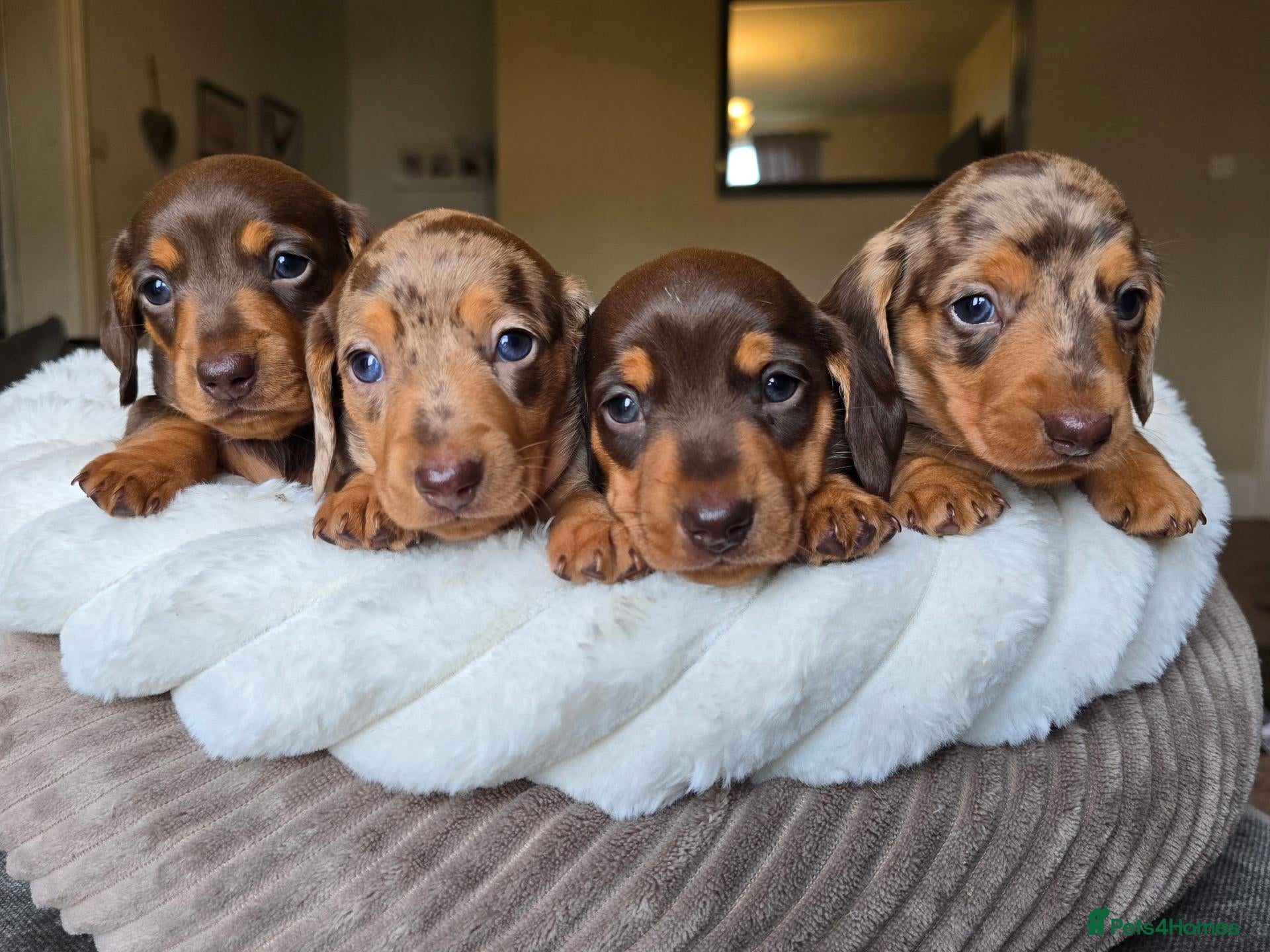 Dachshund dogs KC registered miniture dachund puppies - Advert 1