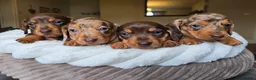 Dachshund dogs for sale: KC registered miniture dachund puppies - Advert 1